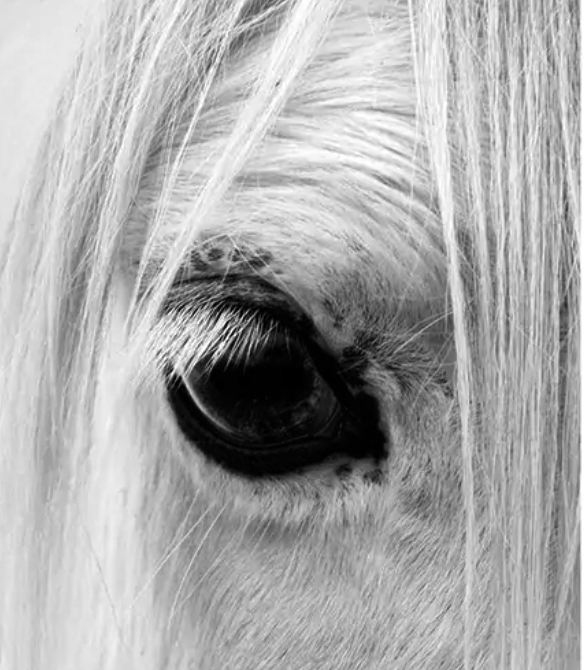 cavallo_bianco